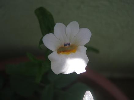 Name:  nemesia.JPG
Views: 1236
Size:  22.4 KB