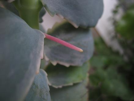 Name:  kalanchoe f..JPG
Views: 1113
Size:  25.3 KB