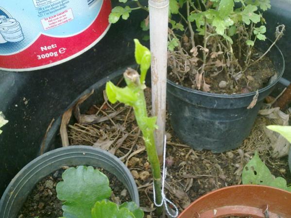 Name:  Tepe Krk Dev.08.07.jpg
Views: 1599
Size:  52.2 KB