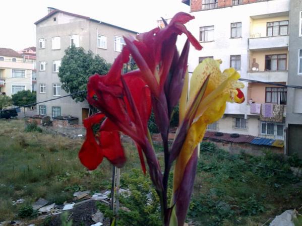 Name:  Canna (1).jpg
Views: 1195
Size:  45.6 KB
