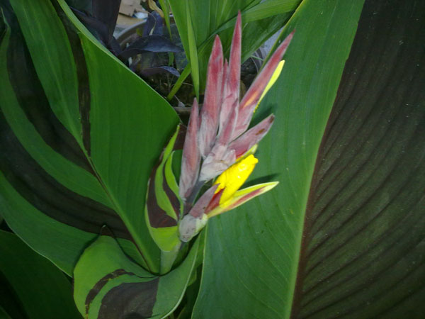 Name:  Canna (2).jpg
Views: 1189
Size:  69.0 KB