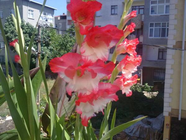 Name:  P.Glayr.jpg
Views: 1500
Size:  47.3 KB