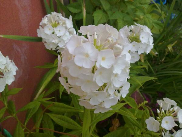 Name:  Phlox.jpg
Views: 1186
Size:  36.3 KB