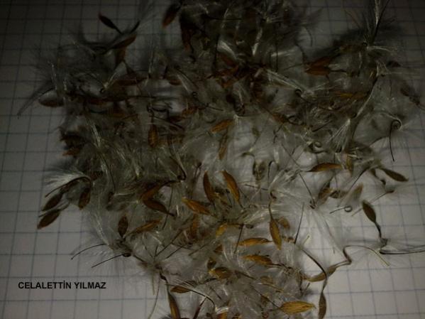 Name:  Sardunya Tohumu (1).jpg
Views: 3414
Size:  36.0 KB