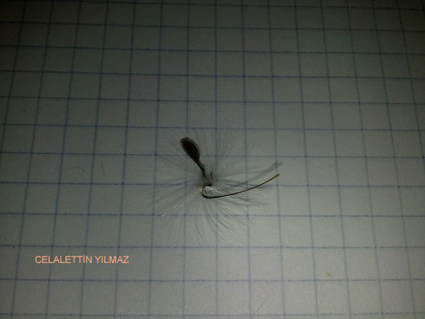 Name:  Sardunya Tohumu (2).jpg
Views: 2012
Size:  43.5 KB