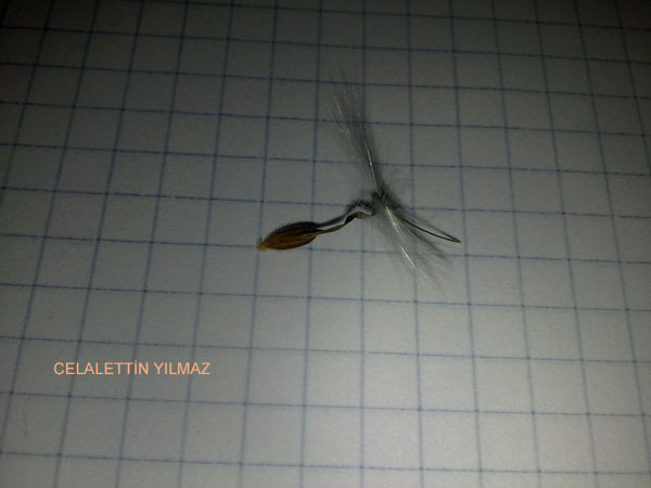 Name:  Sardunya Tohumu (3).jpg
Views: 1871
Size:  45.8 KB