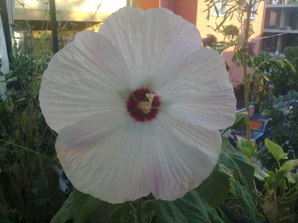 Name:  D (7).jpg
Views: 1353
Size:  35.1 KB