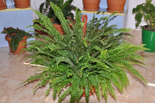Name:  DSC_0011 copy.jpg
Views: 1419
Size:  64.2 KB