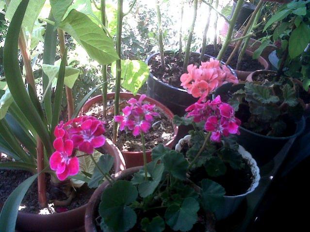 Name:  IMG00008-20120722-1455.jpg
Views: 1598
Size:  61.5 KB