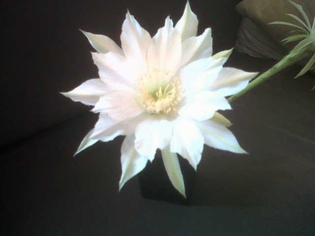 Name:  beyazechinopsis2.jpg
Views: 1573
Size:  40.9 KB