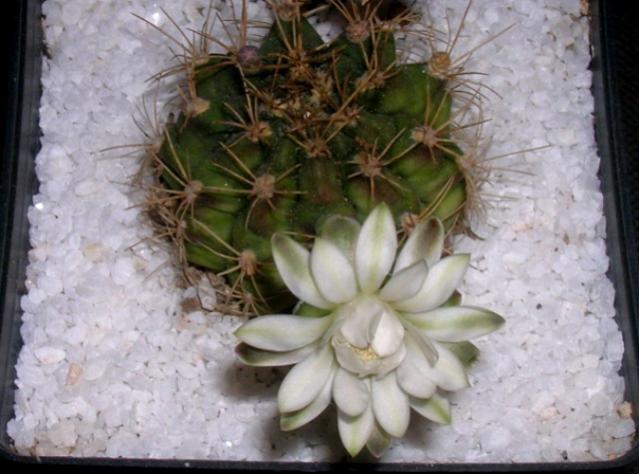 Name:  DSCN2344.jpg
Views: 1562
Size:  45.2 KB