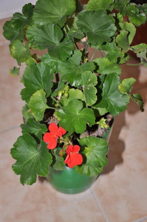 Name:  DSC_0029 copy.jpg
Views: 654
Size:  71.1 KB