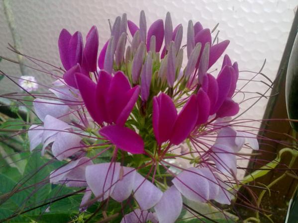 Name:  Cleome(rmcek iei).jpg
Views: 3161
Size:  43.8 KB