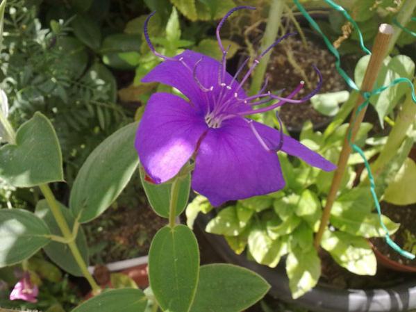 Name:  Tibouchina.jpg
Views: 1839
Size:  42.4 KB