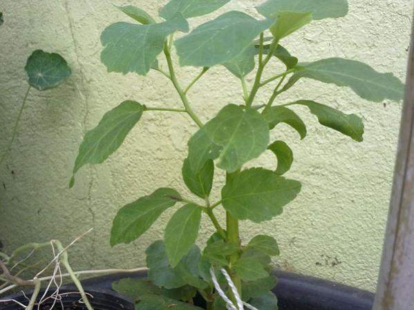Name:  Hib.Lu.White Gen Filiz Tepesi Krlm (2).jpg
Views: 1697
Size:  45.5 KB