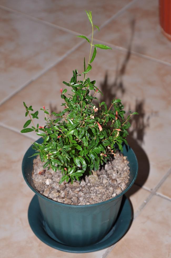 Name:  DSC_0017 copy.jpg
Views: 626
Size:  69.0 KB