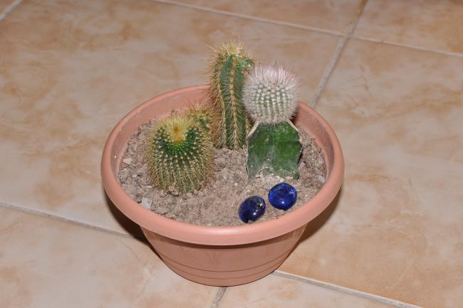 Name:  DSC_0039 copy.jpg
Views: 967
Size:  31.6 KB