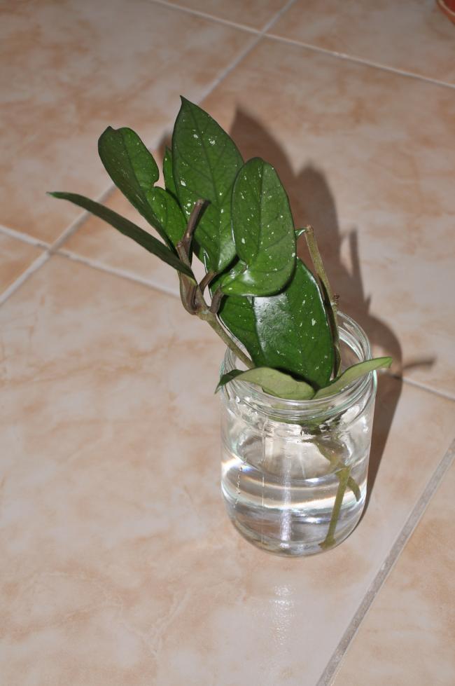 Name:  DSC_0047 copy.jpg
Views: 693
Size:  53.4 KB