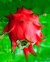 Name:  dragon_fruit_cactus_fruit_sidebar.jpeg
Views: 4085
Size:  24.0 KB