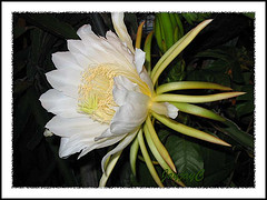 Name:  flower.jpg
Views: 2606
Size:  23.7 KB