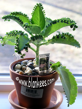 Name:  kalanchoe.jpg
Views: 2020
Size:  31.1 KB
