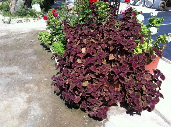 Name:  fotoraf (8).jpg
Views: 2813
Size:  70.6 KB