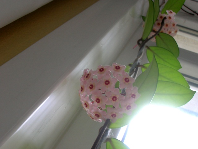 Name:  DSCN2420.jpg
Views: 1472
Size:  65.0 KB