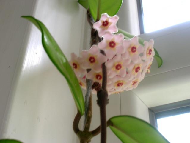 Name:  DSCN2423.jpg
Views: 1439
Size:  24.0 KB