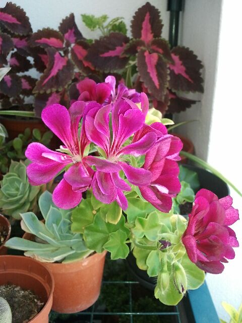 Name:  Fotoraf1902.jpg
Views: 2343
Size:  59.4 KB