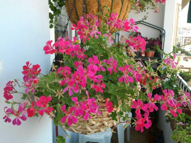 Name:  Fotoraf1908.jpg
Views: 2352
Size:  66.2 KB