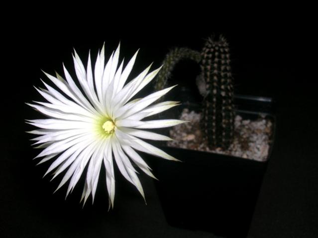 Name:  DSCN2441.jpg
Views: 1431
Size:  26.4 KB