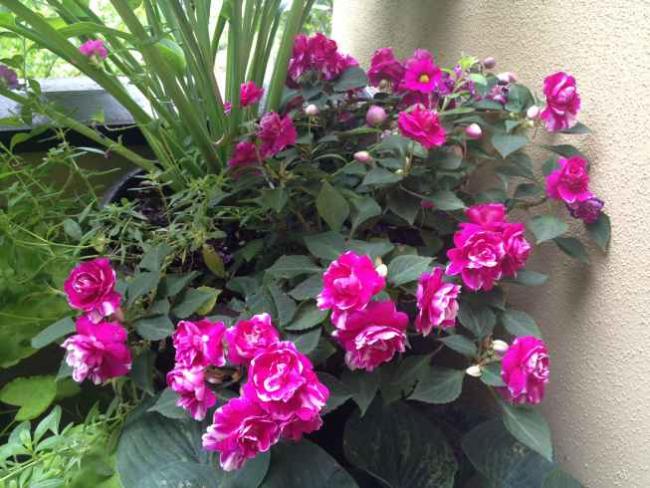 Name:  2012-07-22 14.21.44.jpg
Views: 2976
Size:  62.2 KB