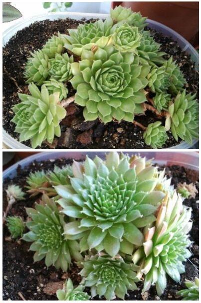 Name:  Sempervivum.jpg
Views: 2714
Size:  59.2 KB