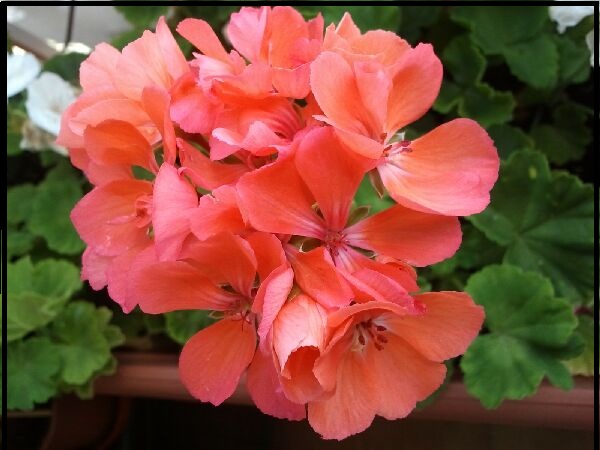 Name:  Fotoraf1998.jpg
Views: 2431
Size:  68.6 KB
