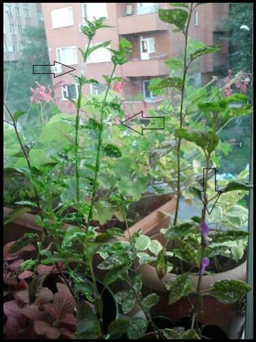 Name:  Fotoraf1994.jpg
Views: 2272
Size:  42.3 KB