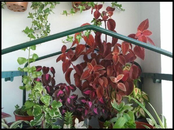 Name:  Fotoraf2001.jpg
Views: 2462
Size:  52.9 KB