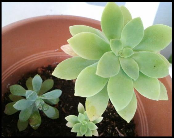 Name:  Sedum Palmeri.jpg
Views: 2249
Size:  28.7 KB