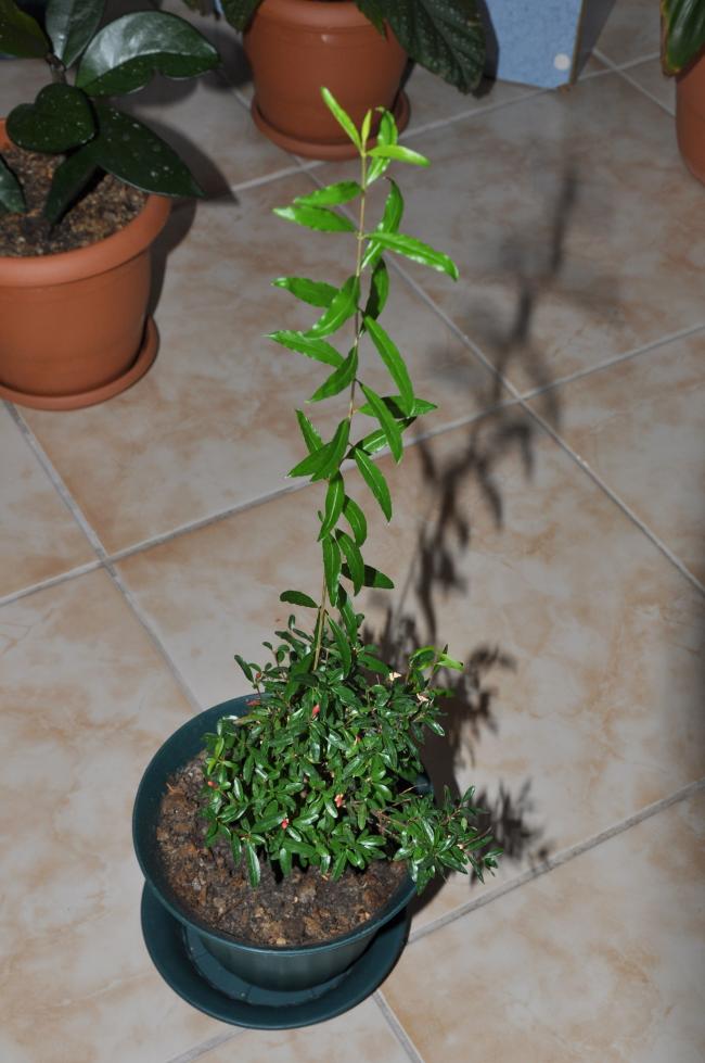 Name:  DSC_0016.jpg
Views: 636
Size:  69.3 KB