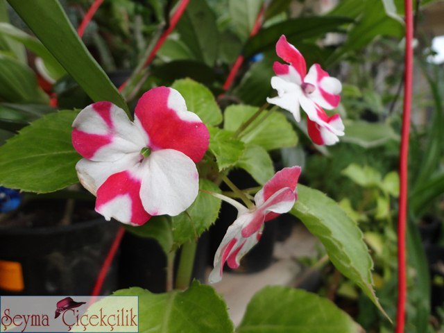 Name:  DSC04710.JPG
Views: 1185
Size:  68.2 KB
