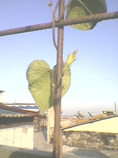 Name:  Fotoraf0088.jpg
Views: 1222
Size:  31.4 KB