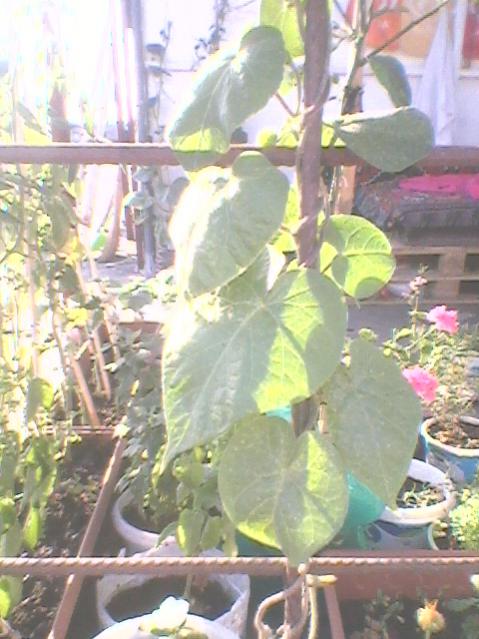 Name:  Fotoraf0089.jpg
Views: 1122
Size:  51.6 KB