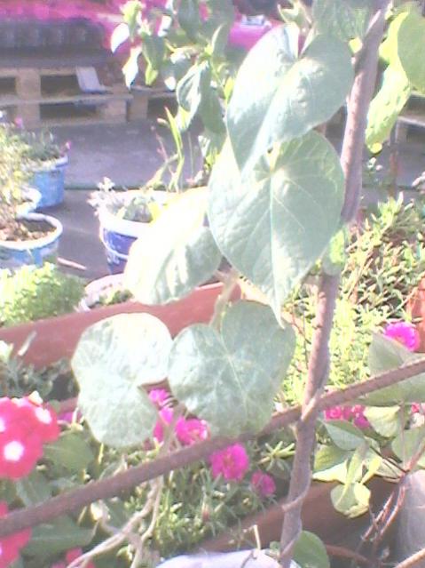 Name:  Fotoraf0090.jpg
Views: 972
Size:  49.7 KB