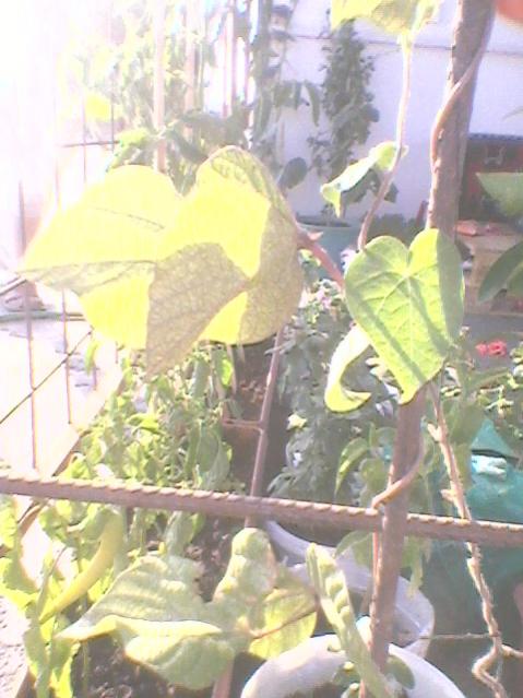 Name:  Fotoraf0091.jpg
Views: 1183
Size:  47.1 KB