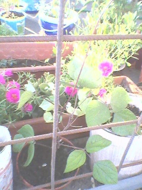 Name:  Fotoraf0092.jpg
Views: 1148
Size:  51.6 KB