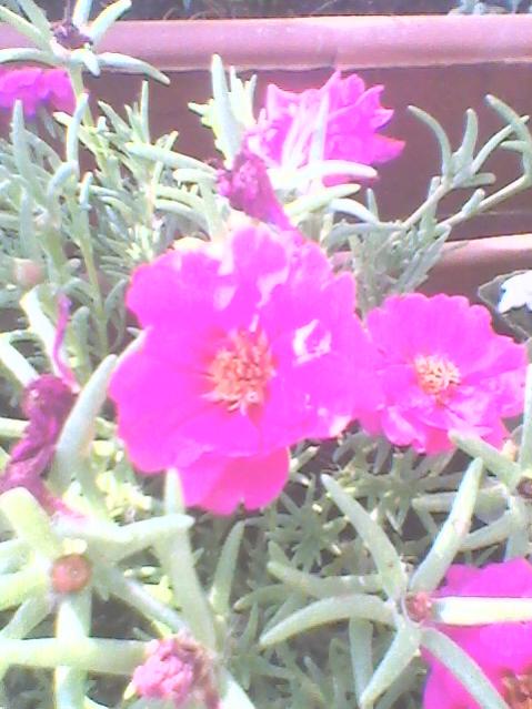 Name:  Fotoraf0095.jpg
Views: 1150
Size:  49.0 KB