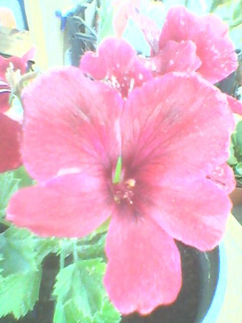Name:  Fotoraf0104.jpg
Views: 1104
Size:  34.9 KB