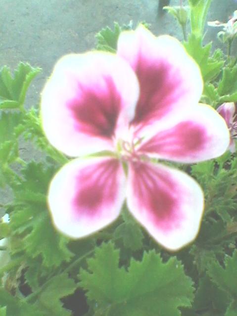 Name:  Fotoraf0106.jpg
Views: 1168
Size:  32.1 KB