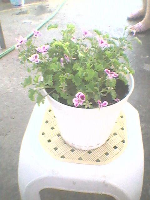 Name:  Fotoraf0107.jpg
Views: 1428
Size:  37.8 KB