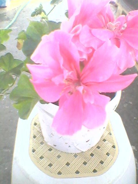 Name:  Fotoraf0108.jpg
Views: 1104
Size:  35.5 KB