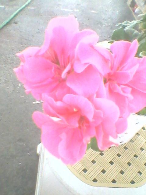 Name:  Fotoraf0109.jpg
Views: 1092
Size:  35.1 KB